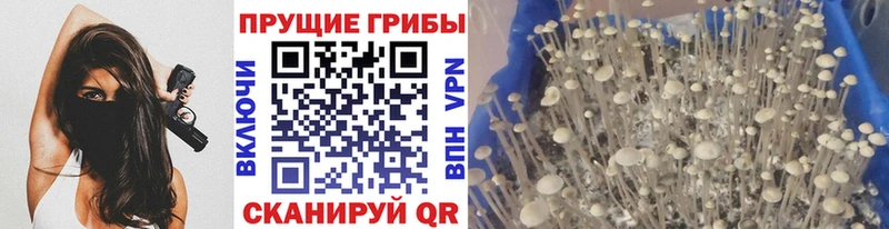 kraken как войти  даркнет как зайти  Галлюциногенные грибы Psilocybine cubensis  Пенза 